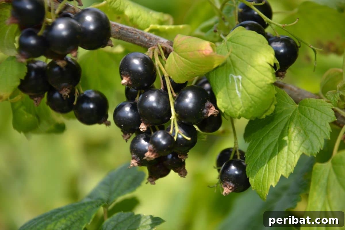 bunch of black currants in the garden