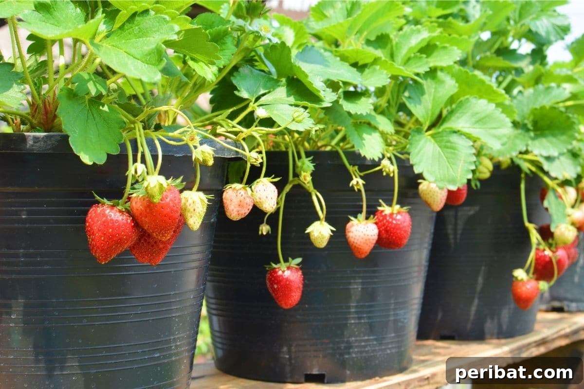 growing strawberry plant with hanging fruits in a pot