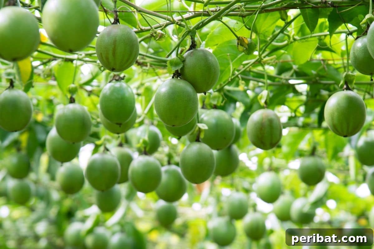 passion fruits hanging in the greenhouse