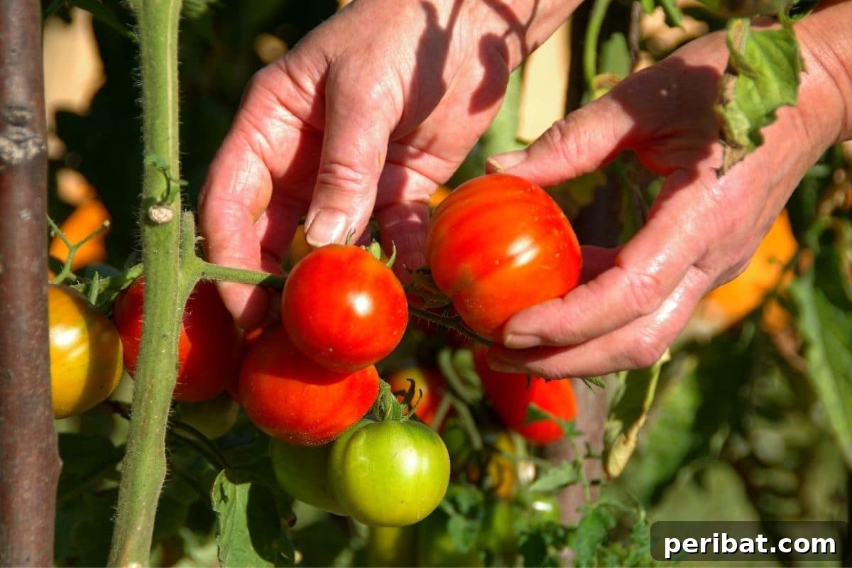 harvesting tomatoes in the garden