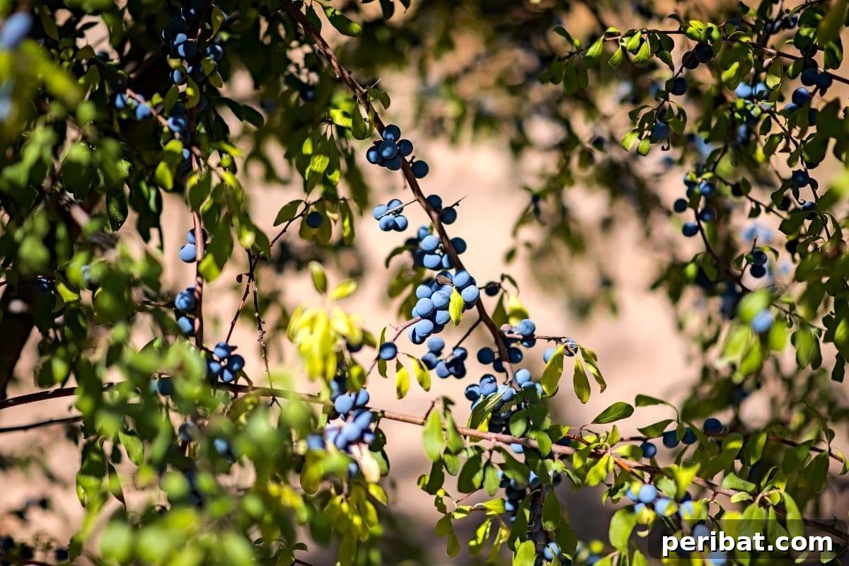 blueberries hanging from a branch in the garden