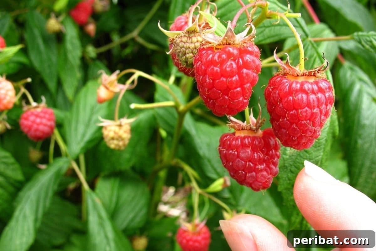 picking raspberries in the garden