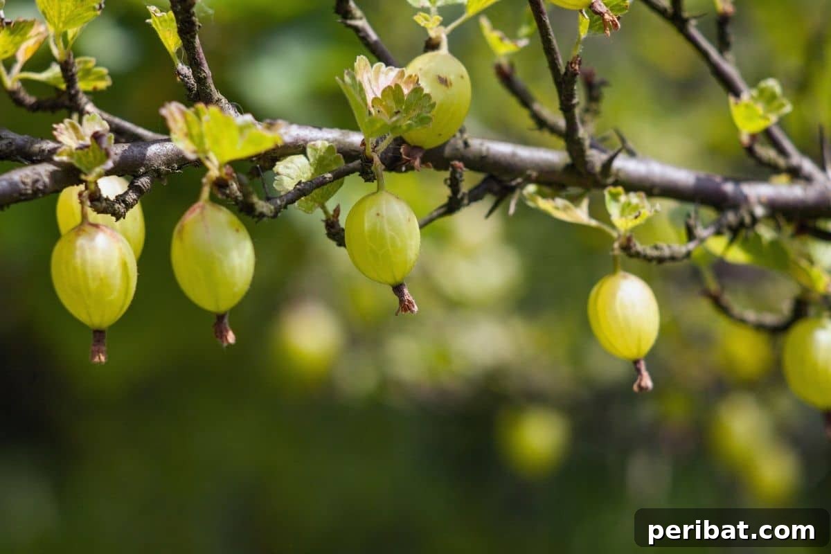 green gooseberries hanging from its branch in the garden