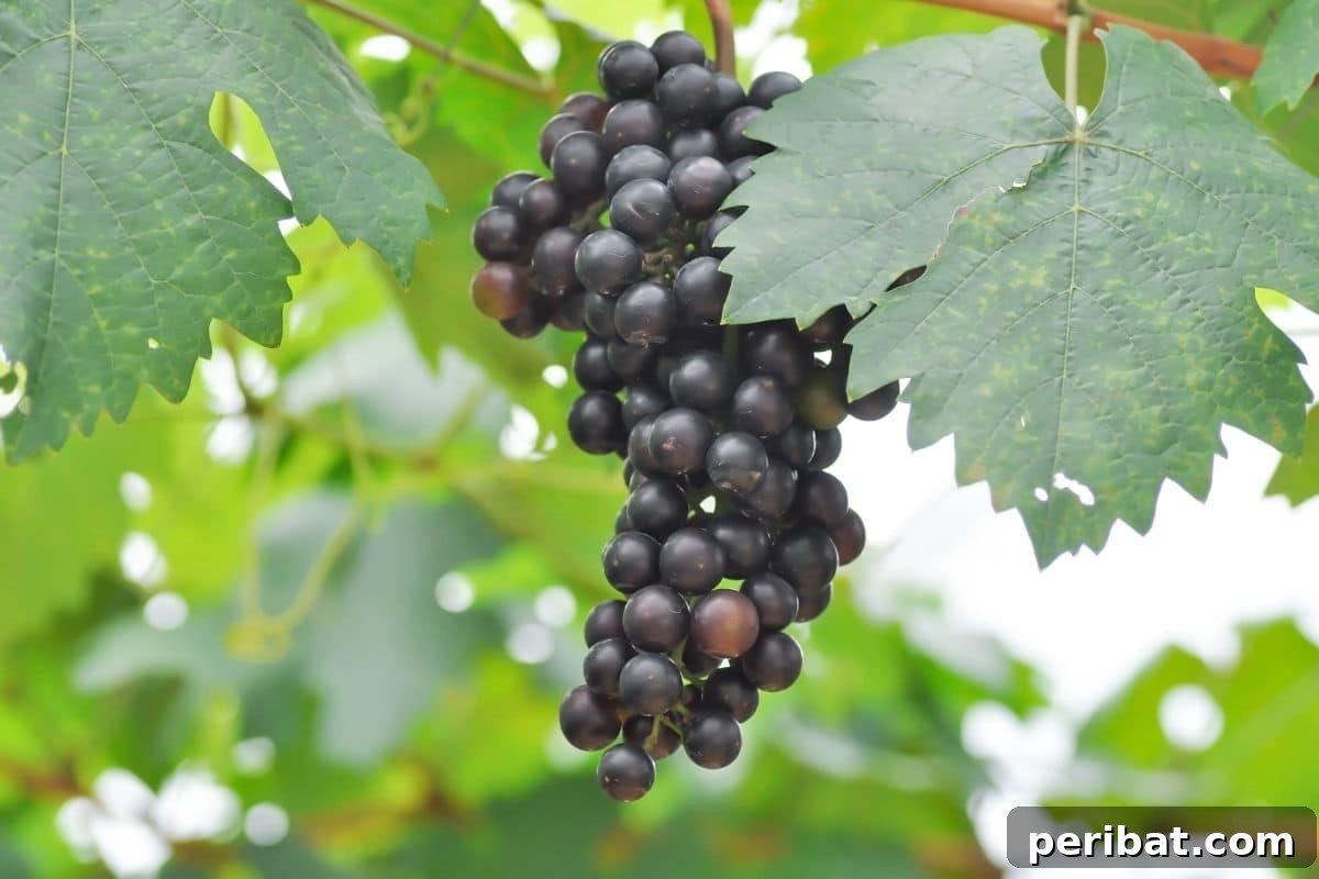 ripe grapes hanging from a tree in the garden