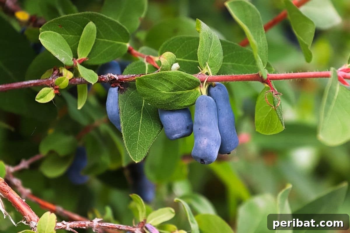 purple honeyberries hanging from its branch in the garden