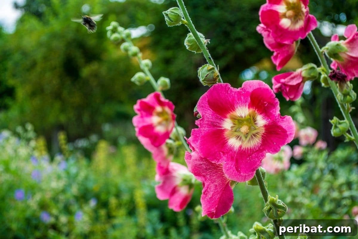 Hollyhocks flowers blooming vibrantly in a diverse garden setting