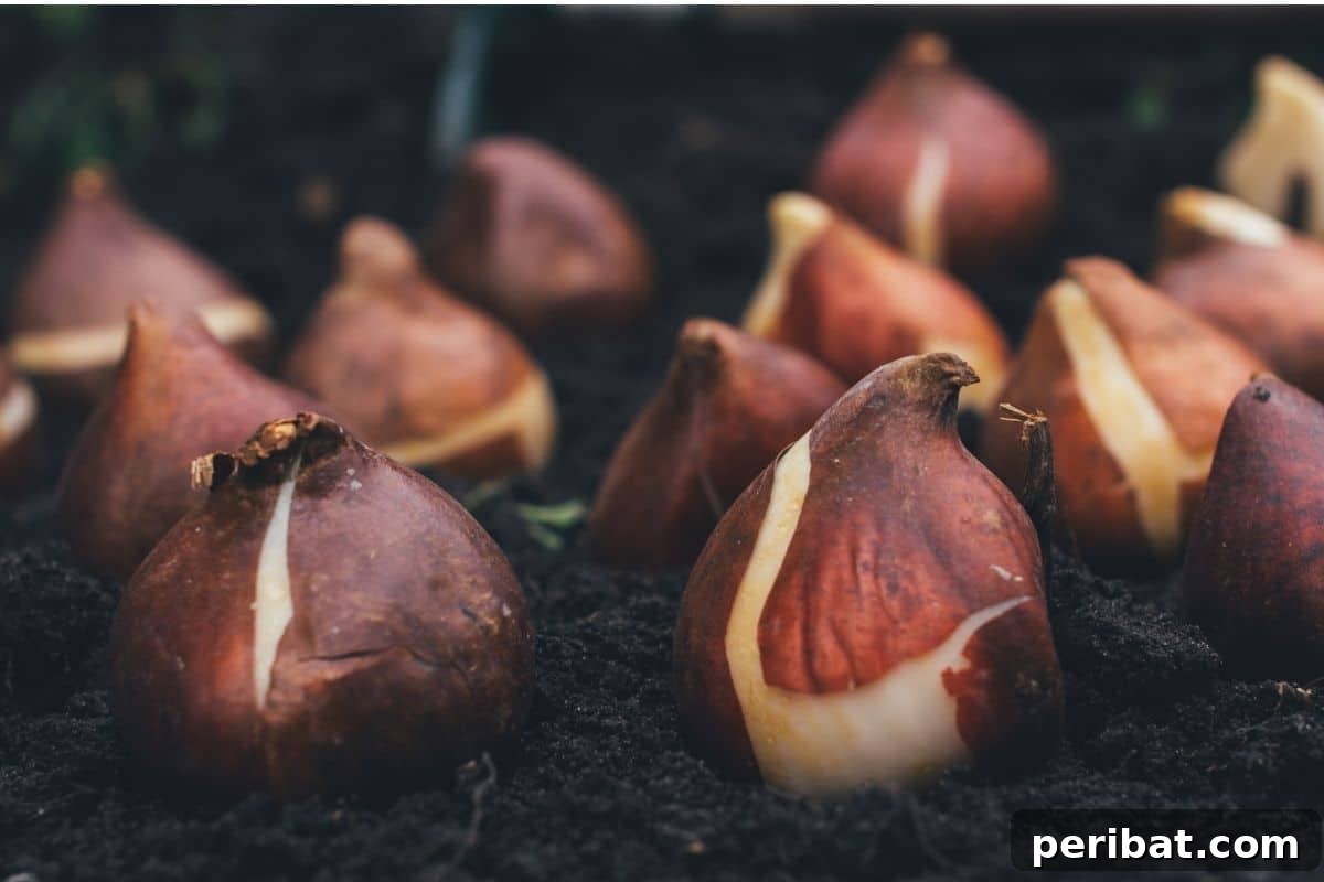 Onion bulbs planted in soil in a garden, illustrating proper bulb care