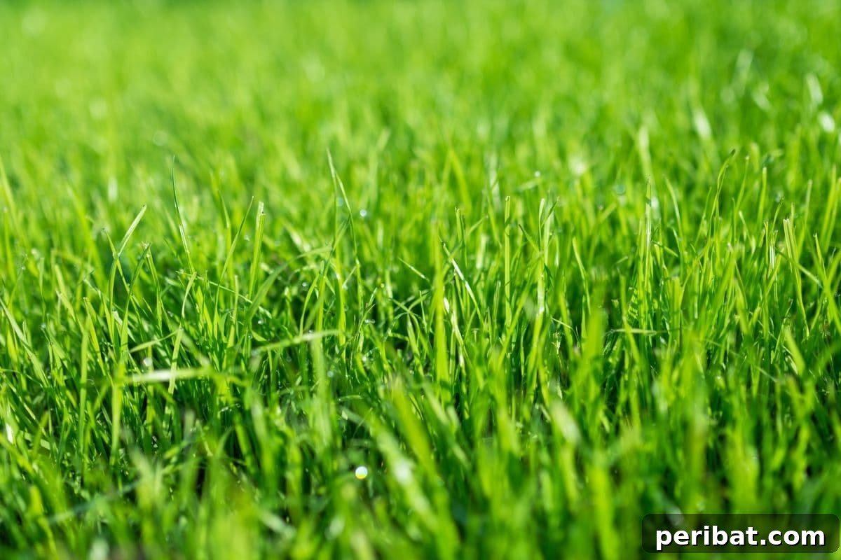 Close-up of healthy green grass in a lawn, soon to be transformed