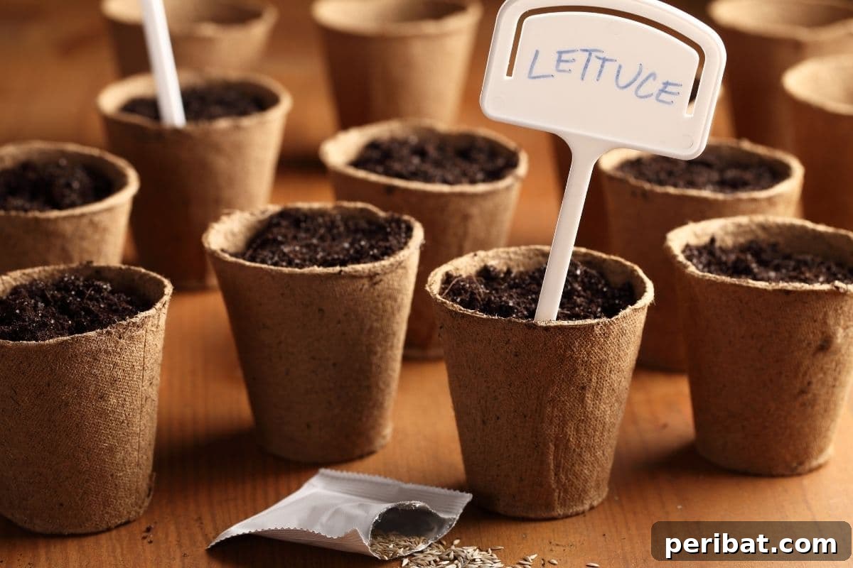 Germinating lettuce seeds in small biodegradable cups indoors