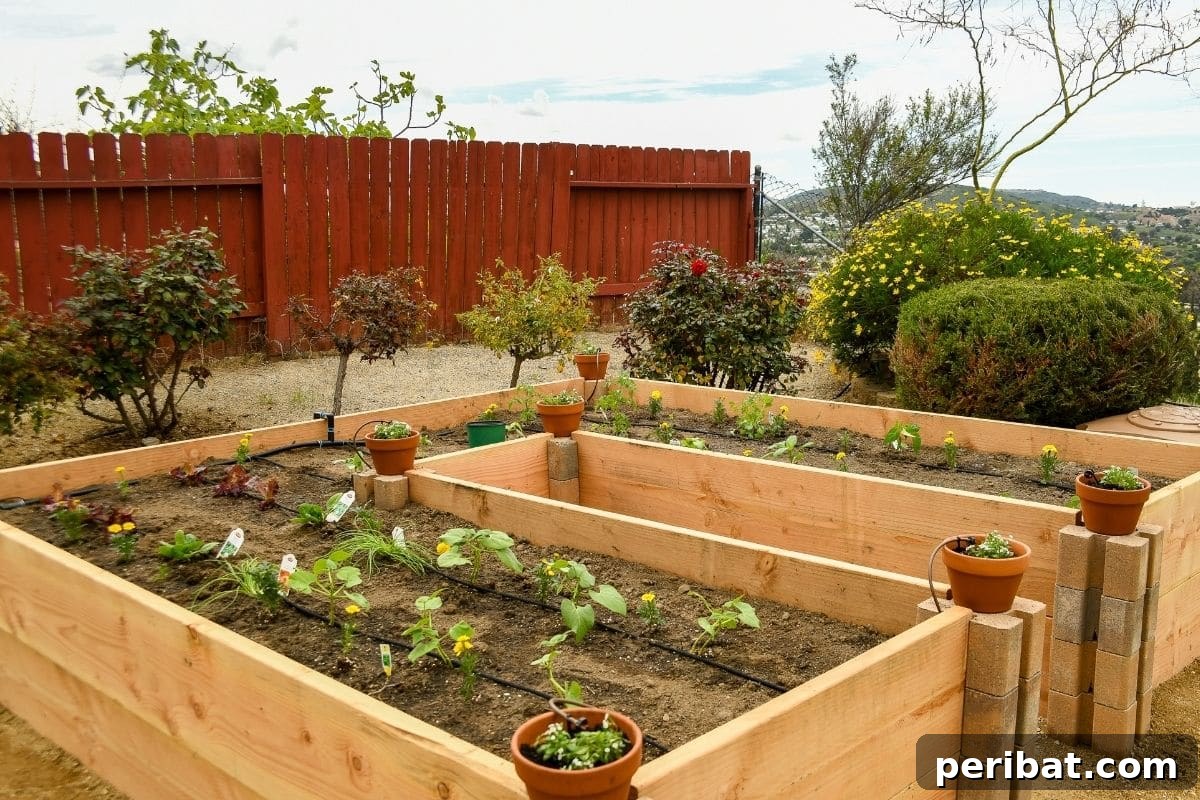 Raised gardening bed with vegetable seedlings in a well-maintained backyard garden