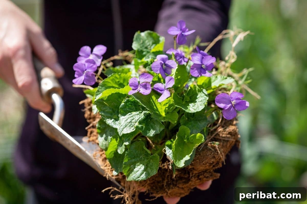 Holding a native plant with vibrant green leaves and violet flowers, ready for planting