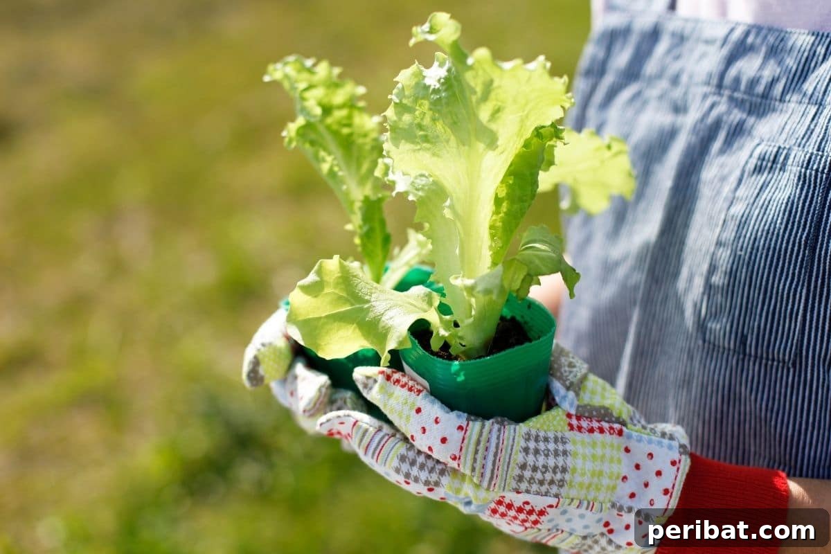 Person holding a lettuce seedling in a pot with gloved hands in a garden setting
