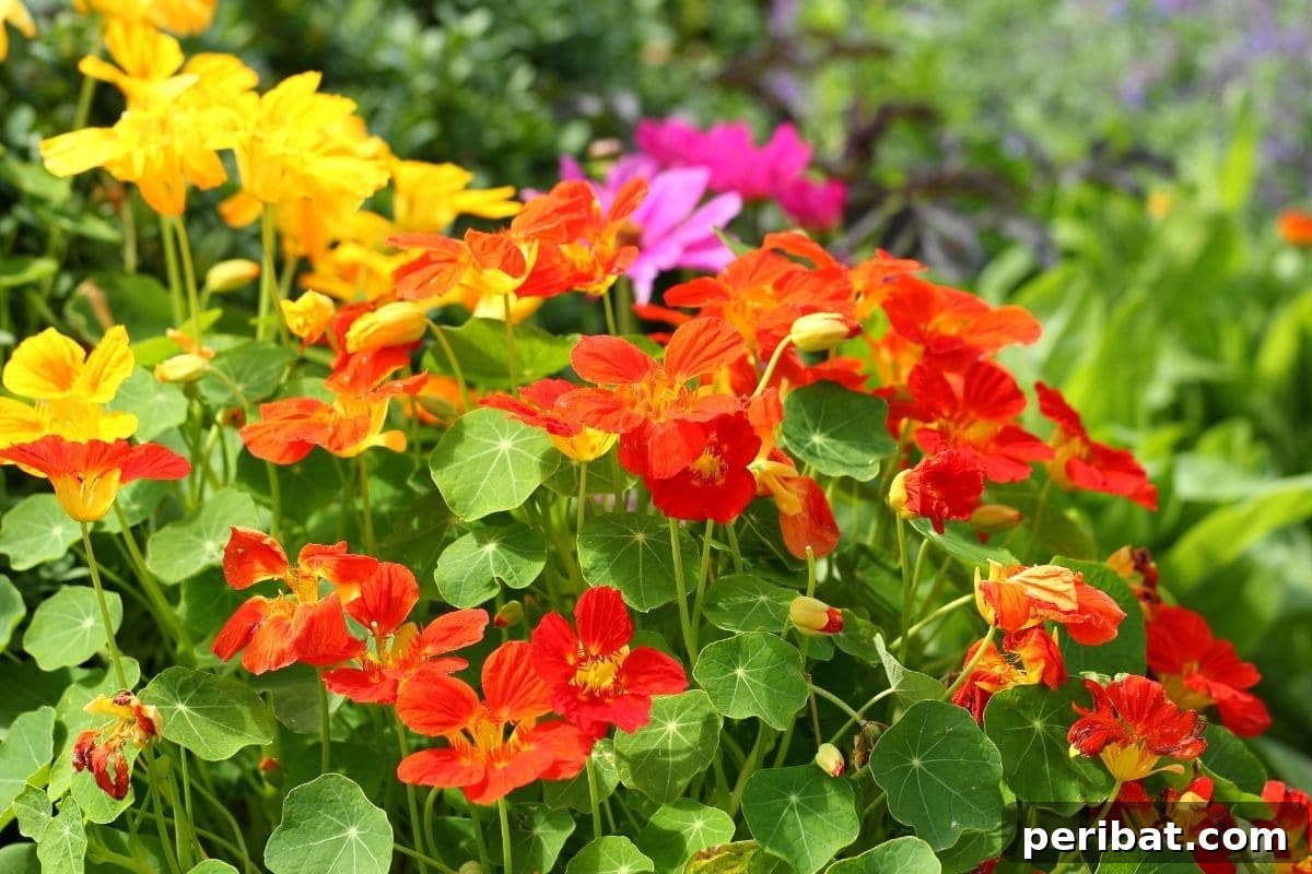 21 Flowers Your Vegetable Garden Needs to Thrive 2 Nasturtiums flowers in different colors blooming in the garden along with other flowers
