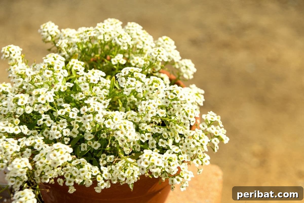 21 Flowers Your Vegetable Garden Needs to Thrive 11 sweet alyssum with white flowers in a pot outdoors