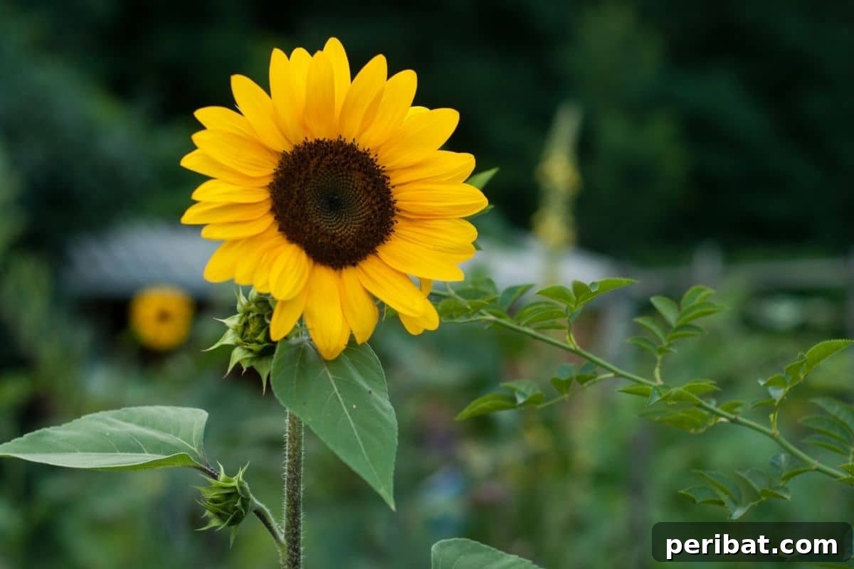 21 Flowers Your Vegetable Garden Needs to Thrive 12 blooming sunflower in the vegetable garden