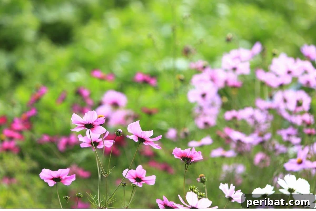 21 Flowers Your Vegetable Garden Needs to Thrive 14 purple cosmos blossoming in the garden