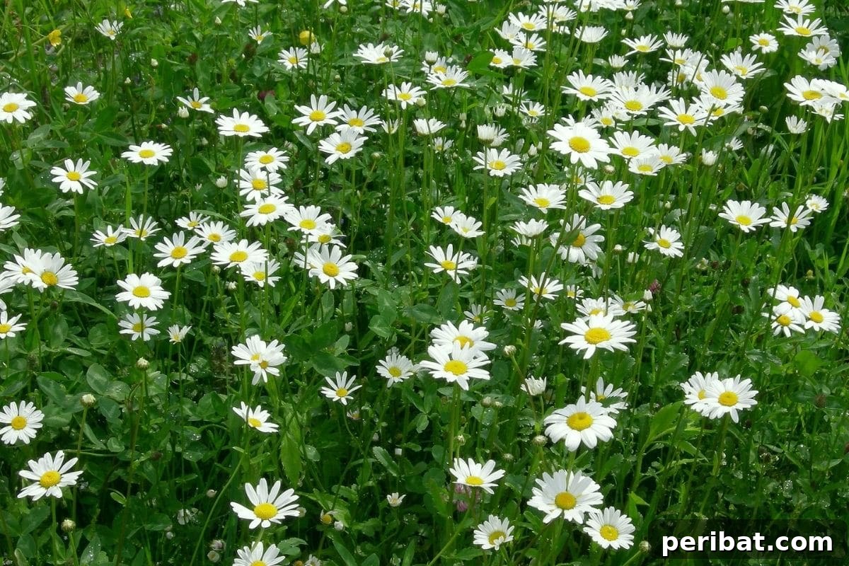 21 Flowers Your Vegetable Garden Needs to Thrive 15 field of white daisy flowers
