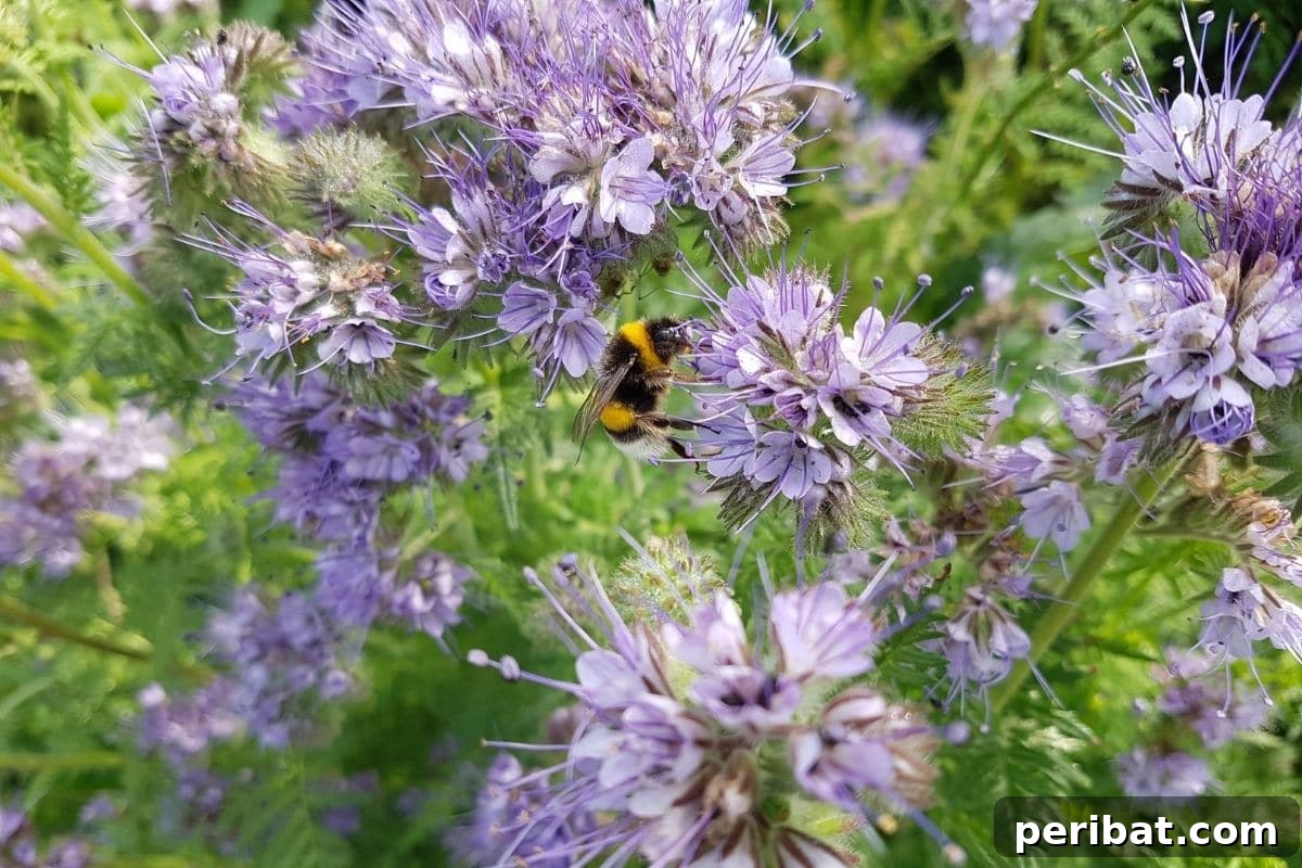 21 Flowers Your Vegetable Garden Needs to Thrive 17 bees feeding flower purple phacelia flowers in the garden