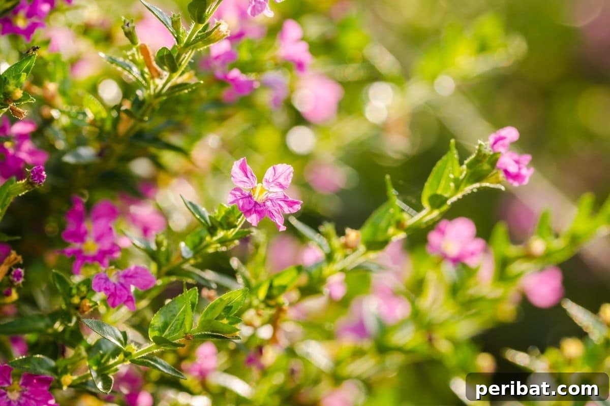 21 Flowers Your Vegetable Garden Needs to Thrive 18 Mexican heather flowers in the garden during summer