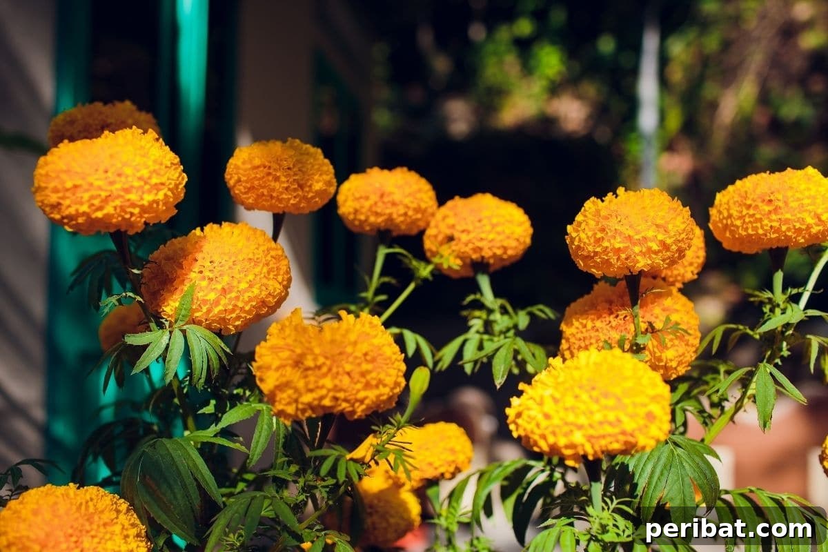 21 Flowers Your Vegetable Garden Needs to Thrive 19 Yellow chrysanthemums blooming in the balcony
