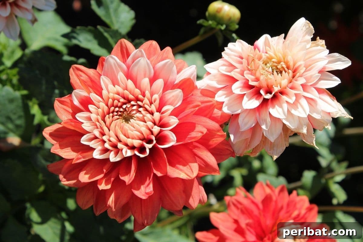 21 Flowers Your Vegetable Garden Needs to Thrive 20 Dahlias blooming under the sun in the garden