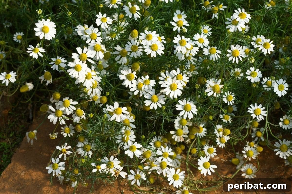 21 Flowers Your Vegetable Garden Needs to Thrive 4 chamonile flowers herb bush blooming in the garden