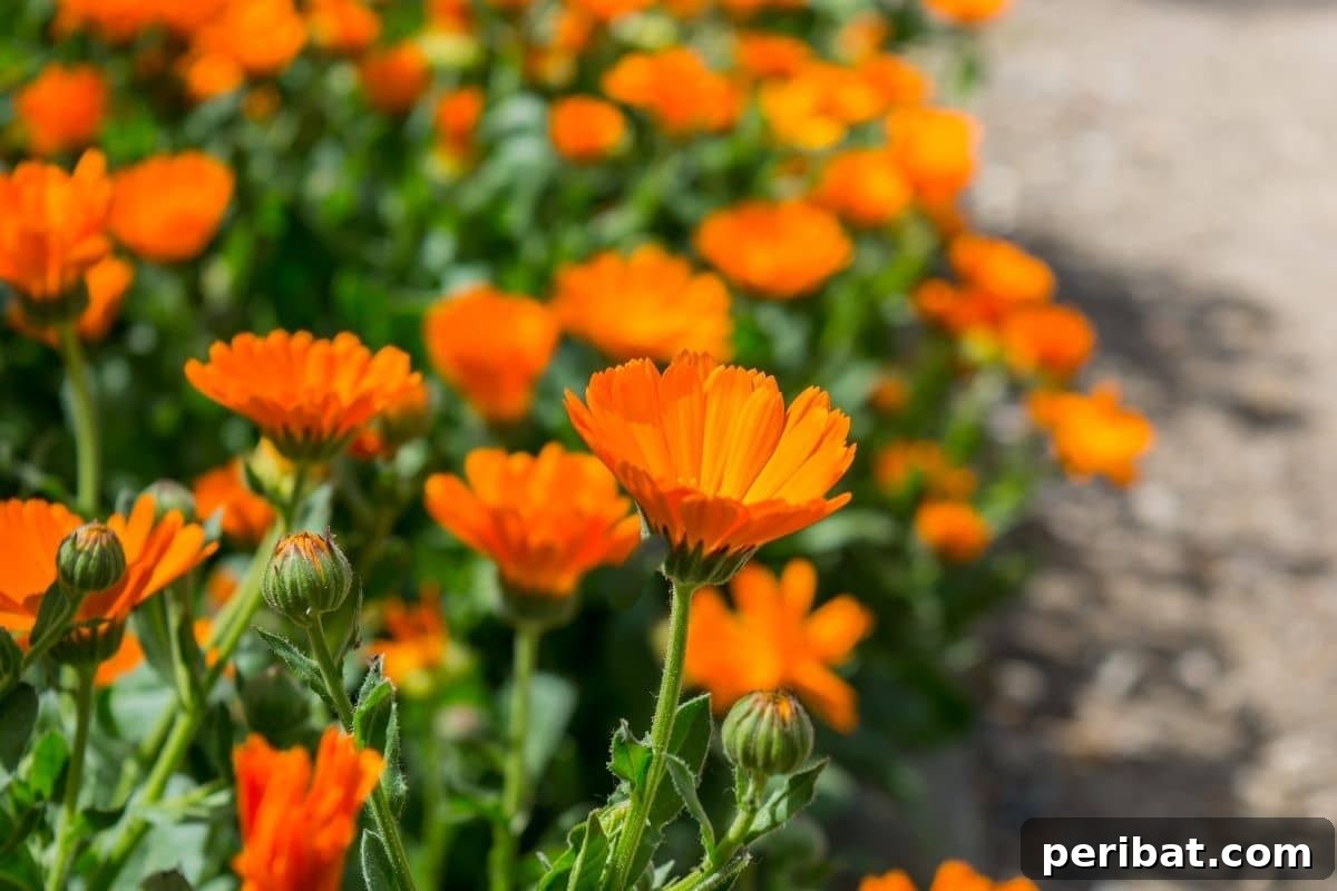 21 Flowers Your Vegetable Garden Needs to Thrive 5 pot marigold, also known as pot marigold, blooming along the garden hallway