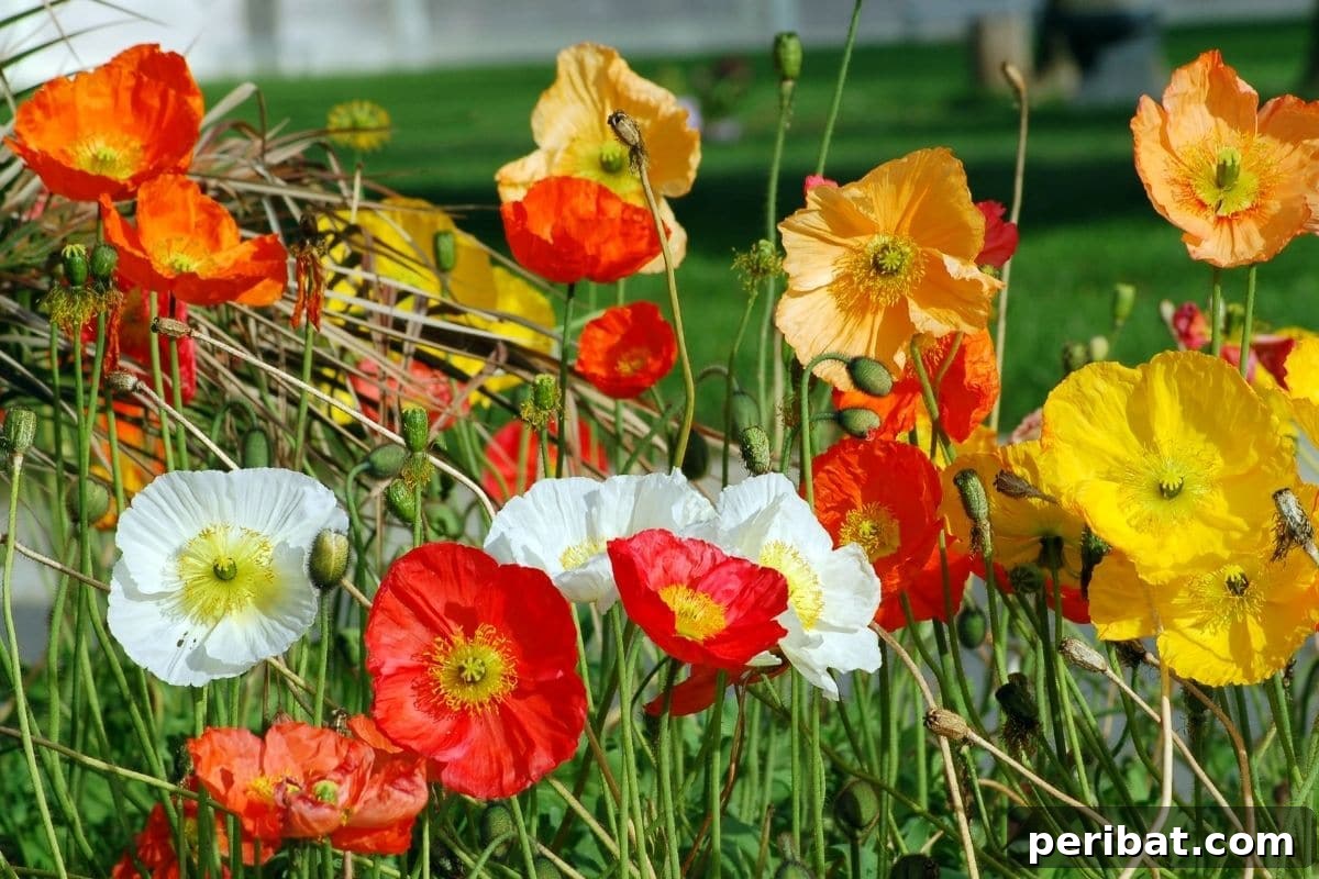 21 Flowers Your Vegetable Garden Needs to Thrive 6 red, white, yellow california poppy blooming in the garden