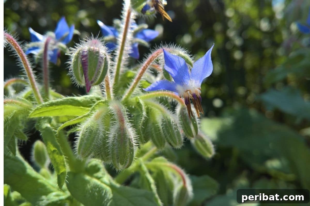 21 Flowers Your Vegetable Garden Needs to Thrive 7 Borage with purple flowers blooming in the vegetable garden