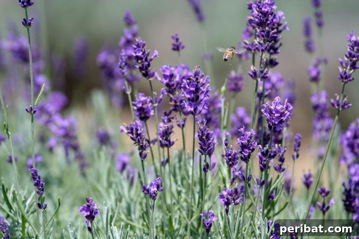 21 Flowers Your Vegetable Garden Needs to Thrive 9 a bee flying towards the field of lavenders