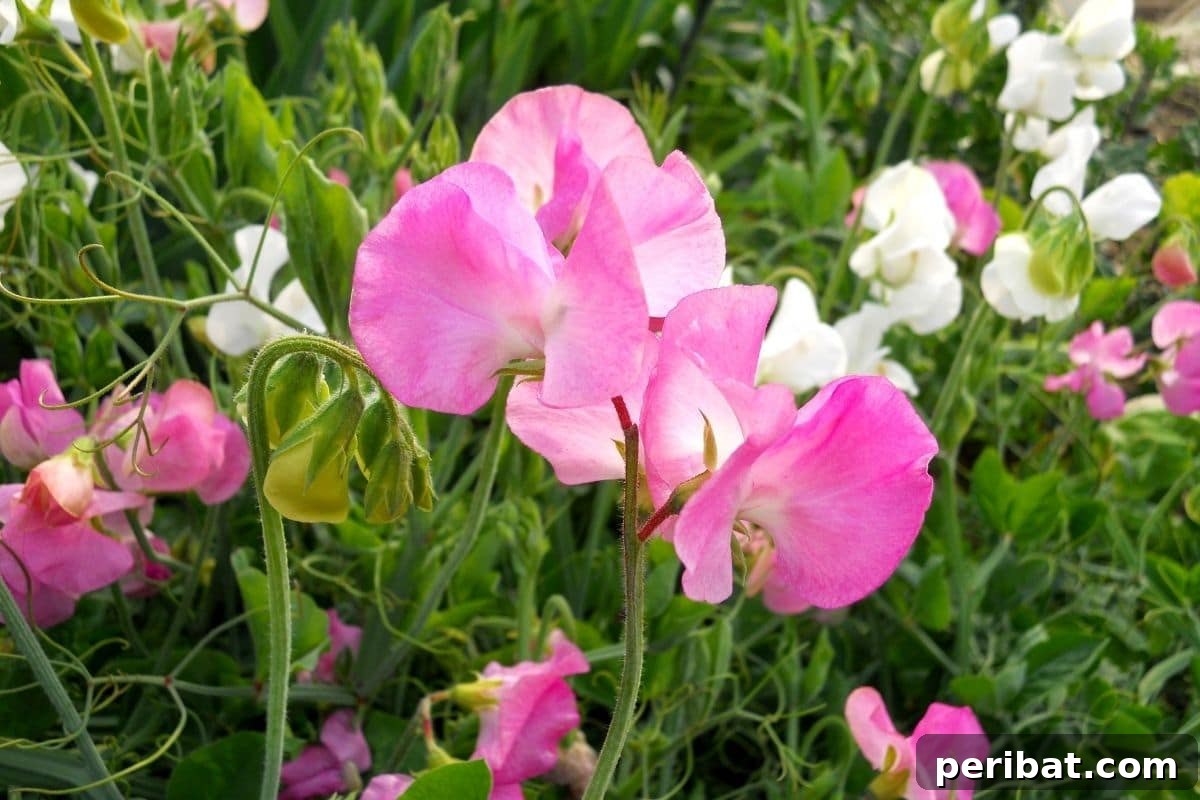 21 Flowers Your Vegetable Garden Needs to Thrive 10 Pink and white sweet pea flower in the garden
