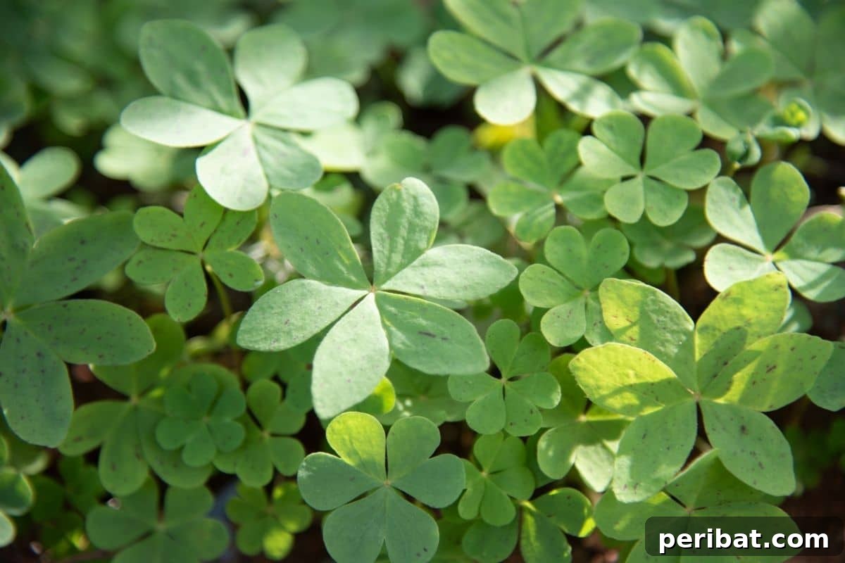 clover as cover crops in the garden
