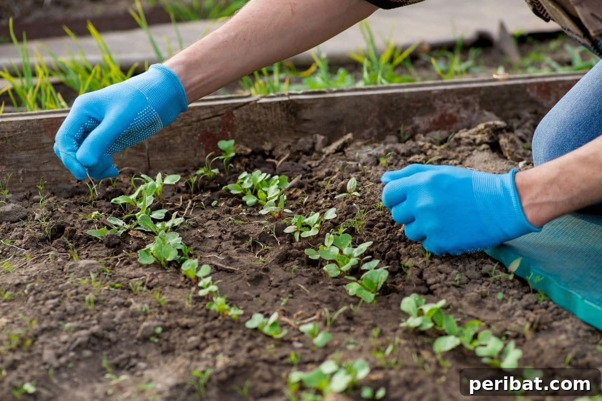 pulling weed from the garden bed with growing sprouts of vegetables