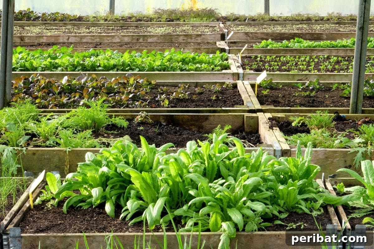 growing vegetables in a raised bed