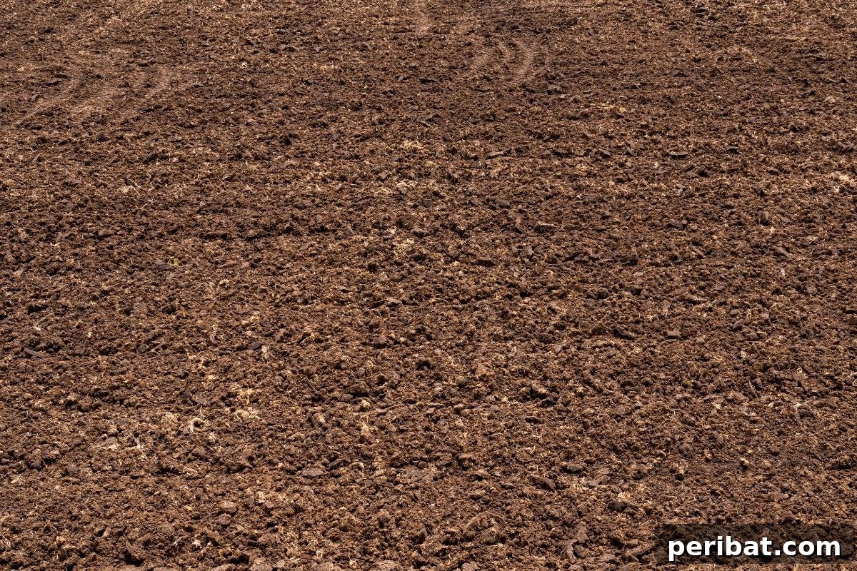 a healthy soil ready for planting
