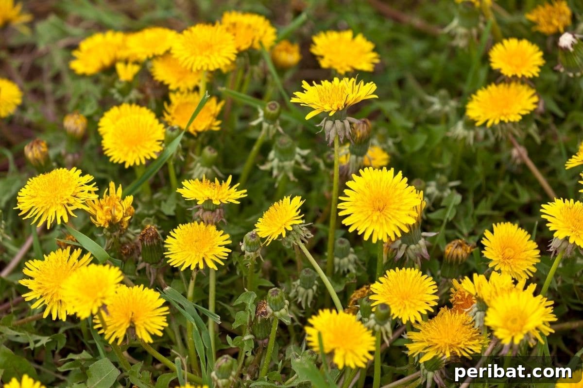 dandelion weeds in the garden