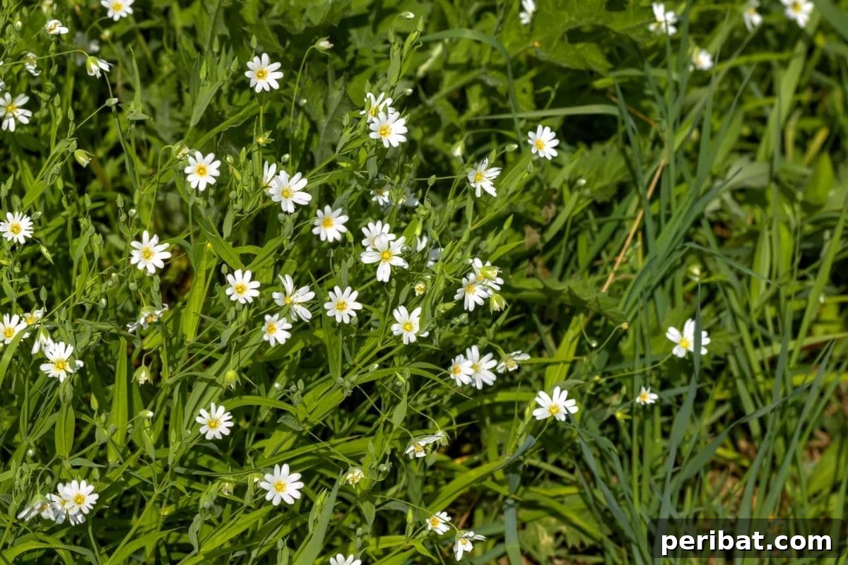 growing chickweed in the garden