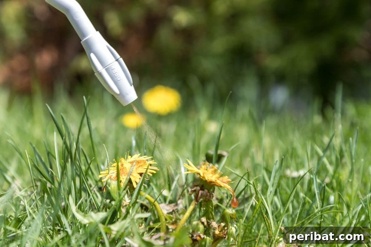 spraying Pre-emergent herbicide to get rid of weeds in the lawn or garden