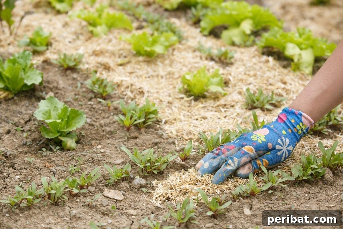 covering soil with mulch in the vegetable garden bed