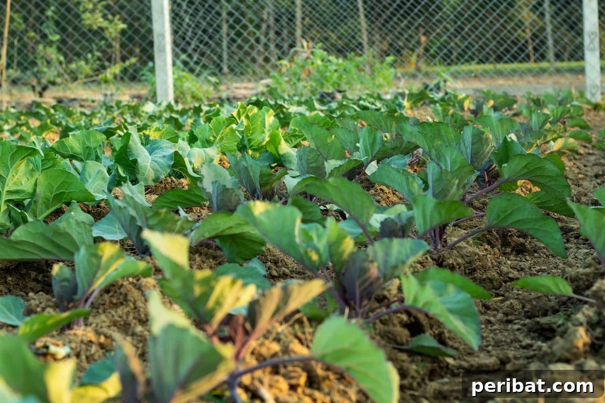 cauliflower plants in the garden