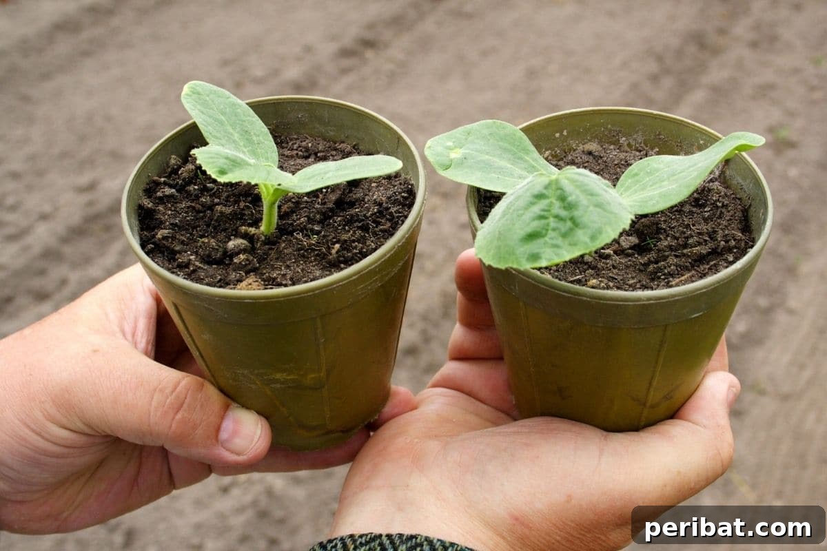 seedlings in a biodegradable pots ready for transplanting