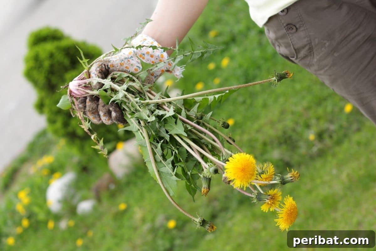 pulled out dandelions from the garden