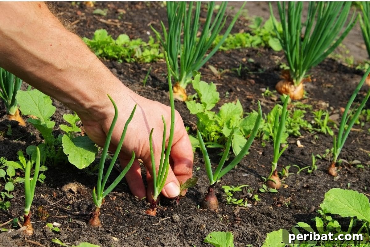 pulling small weeds from the soil of vegetable garden with growing onions, carrots, and lettuces