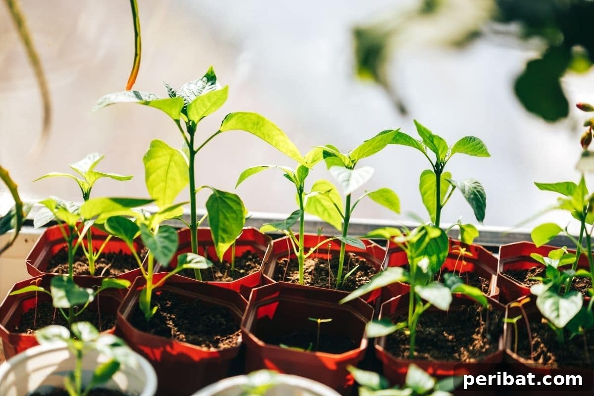From Seed to Sprout: 20 Pitfalls to Avoid 12 seedlings under the sun, to prepare for transplanting in the garden, hardening off the seedling outdoors