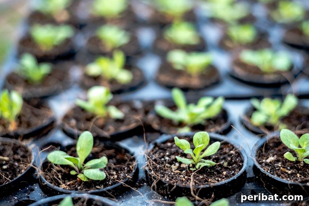 From Seed to Sprout: 20 Pitfalls to Avoid 16 container full of growing seedlings, sprouts
