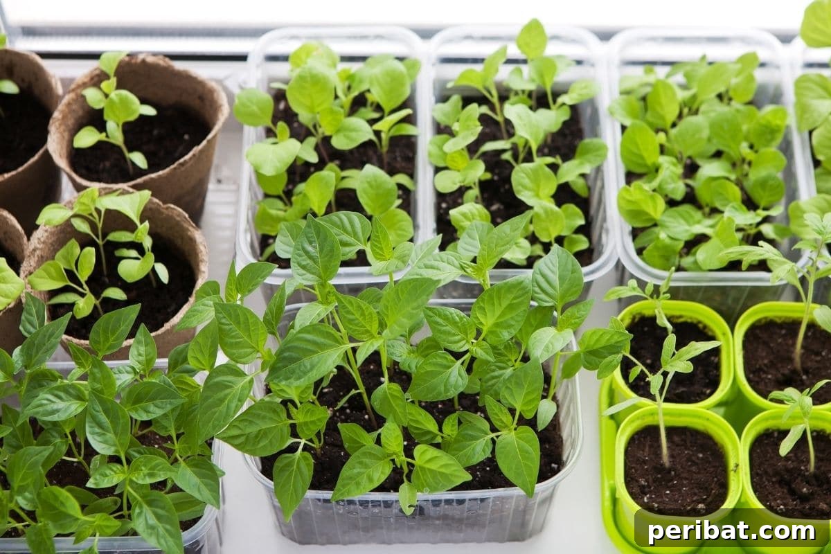 From Seed to Sprout: 20 Pitfalls to Avoid 18 indoor vegetable garden by the window getting sunlight, starting seeds indoors