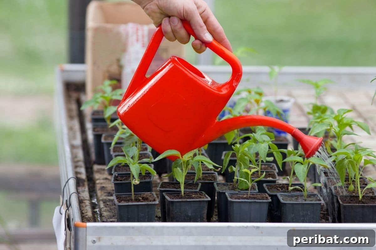 From Seed to Sprout: 20 Pitfalls to Avoid 7 watering the seedlings in pots with red watering pot outdoors