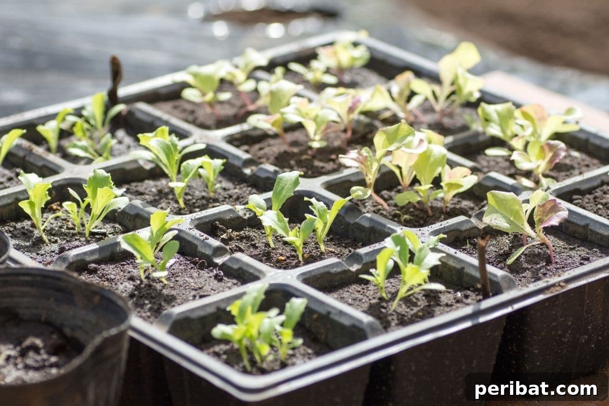 From Seed to Sprout: 20 Pitfalls to Avoid 9 growing lettuce seedlings in a container indoors