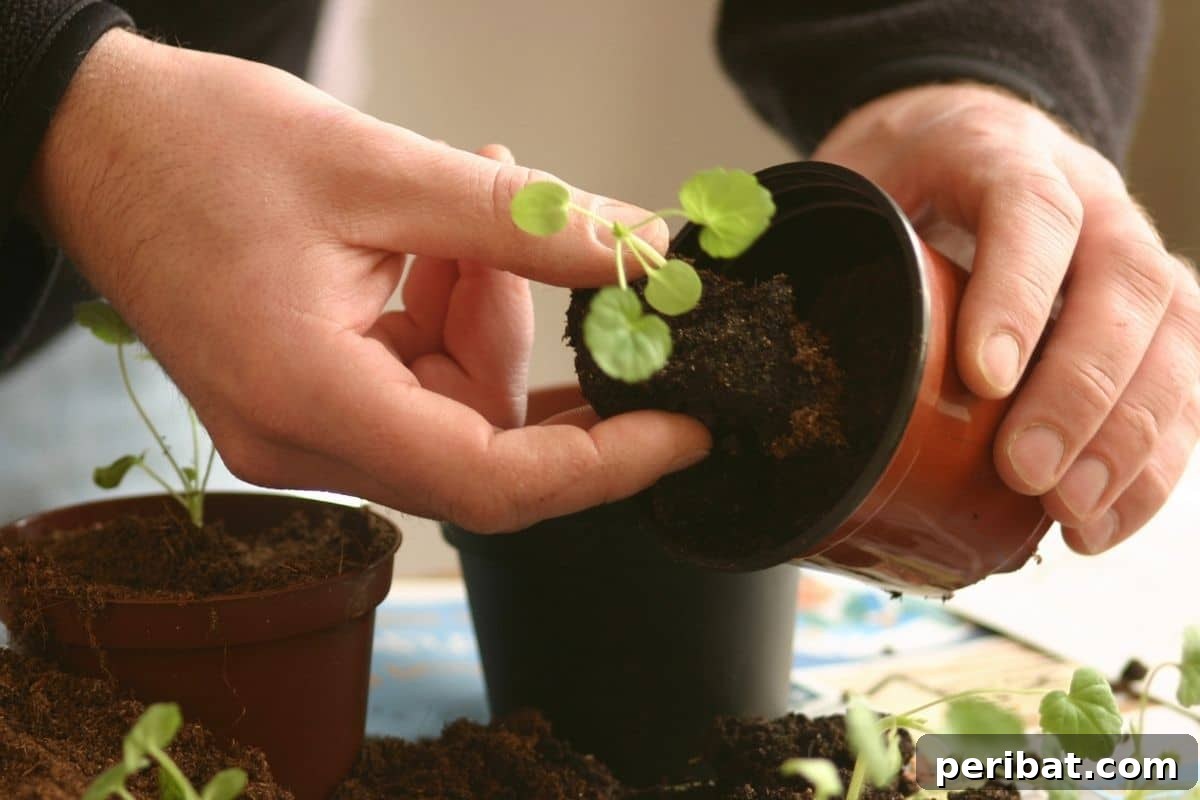 From Seed to Sprout: 20 Pitfalls to Avoid 10 repotting a seedling to a bigger pot
