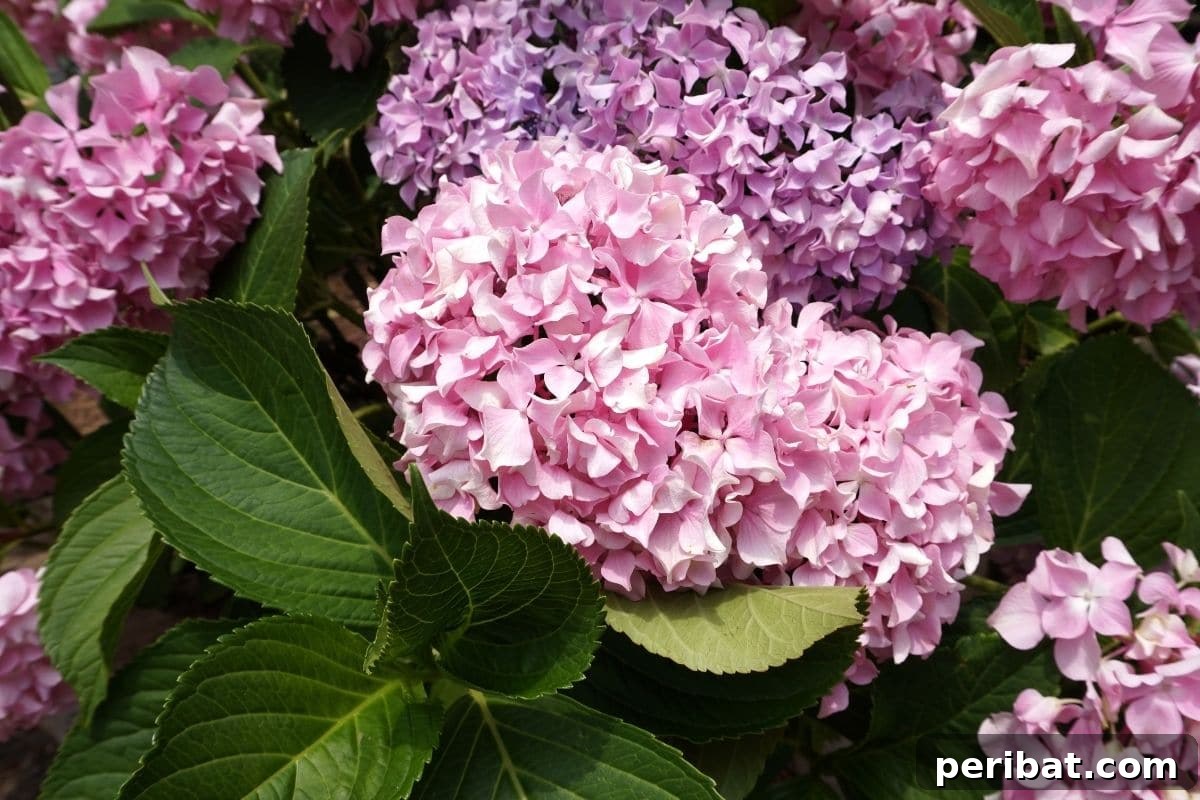 Become a Hydrangea Color Alchemist 2 Pink Bigleaf hydrangeas blooming in the garden, hydrangeas that can change their color
